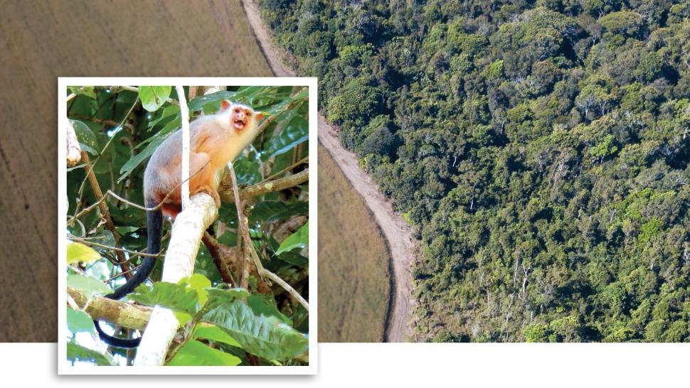 a background image of the Amazon line of deforestation overlayed by an image of Schneider's Marmoset