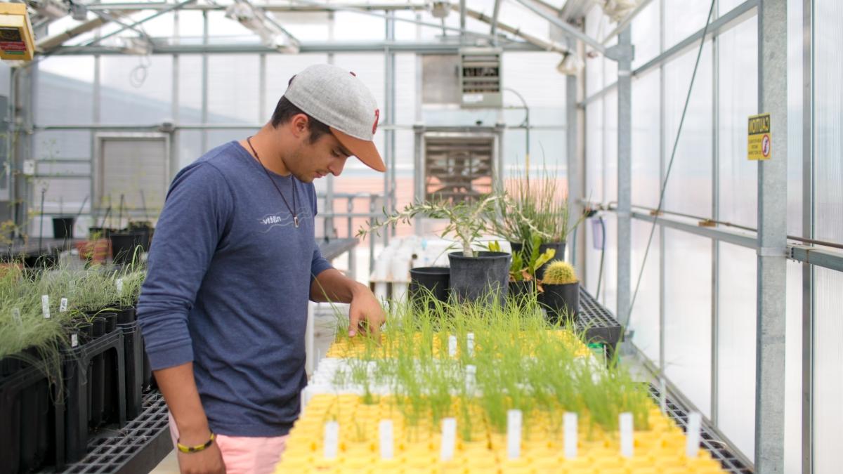 学生在温室里观察植物.